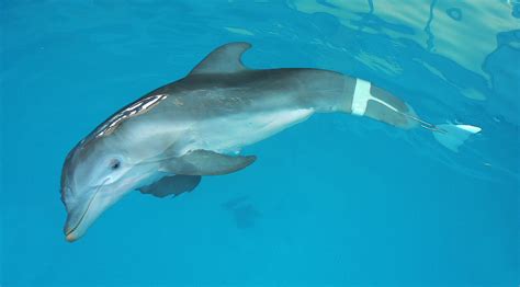 Winter the dolphin - Winter the Dolphin. Winter, the star of Dolphin Tale, lost her tail after becoming entangled in a crab trap line. The team at Clearwater Marine Aquarium worked with the Hanger Clinic to develop a prosthetic …